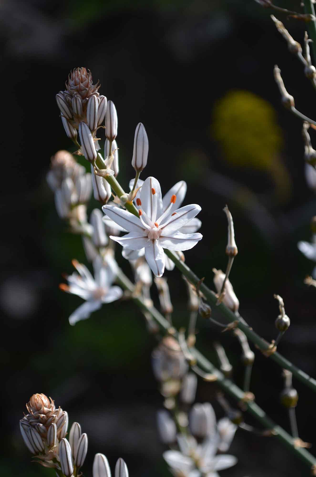Foto van close-up bloem