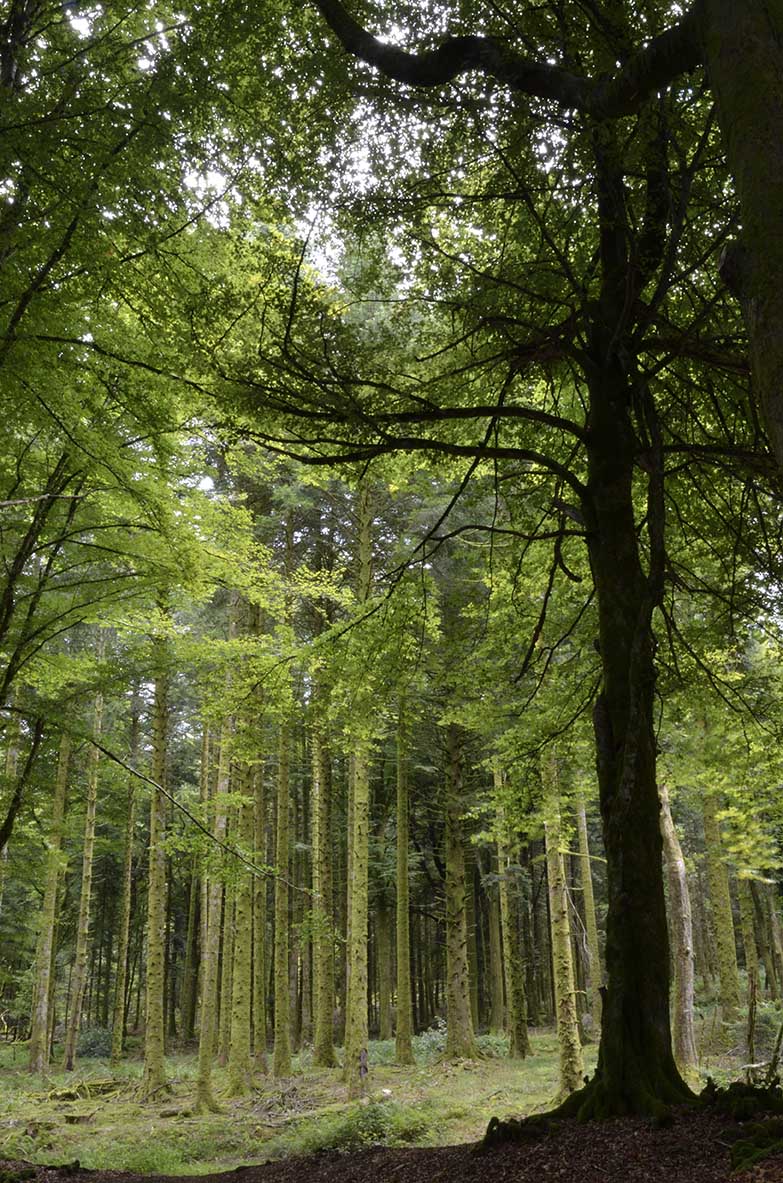 Foto van hoge bomen